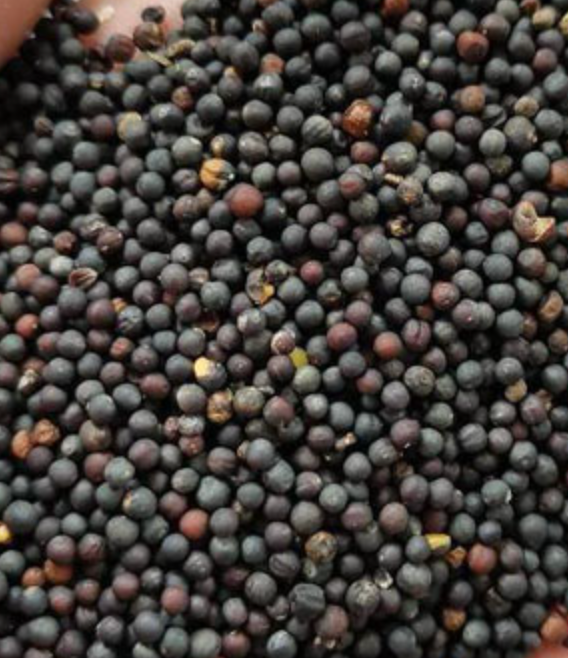Rapeseed pretreatment illustration